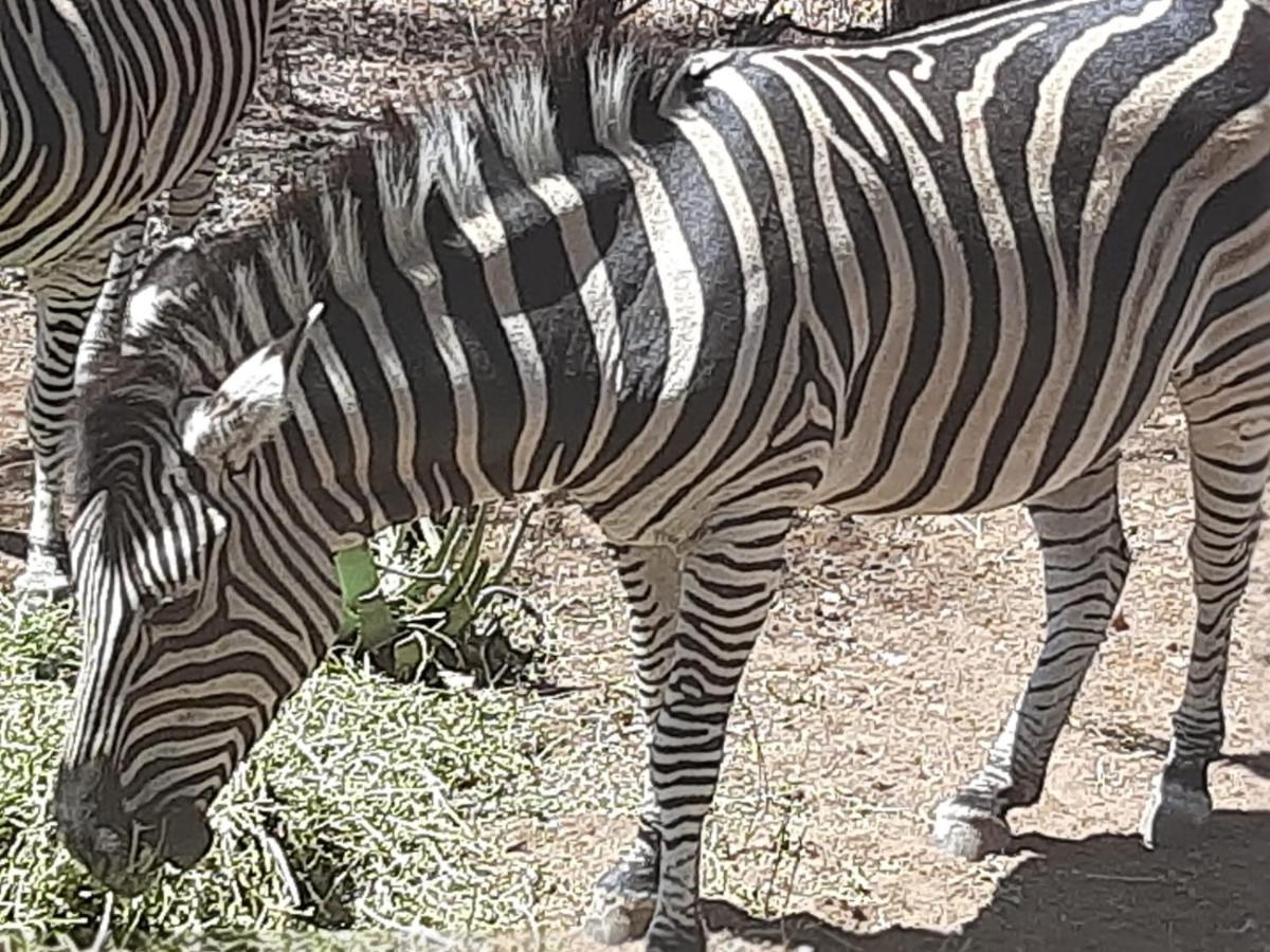 African Bush Escape Marloth Park Eksteriør bilde