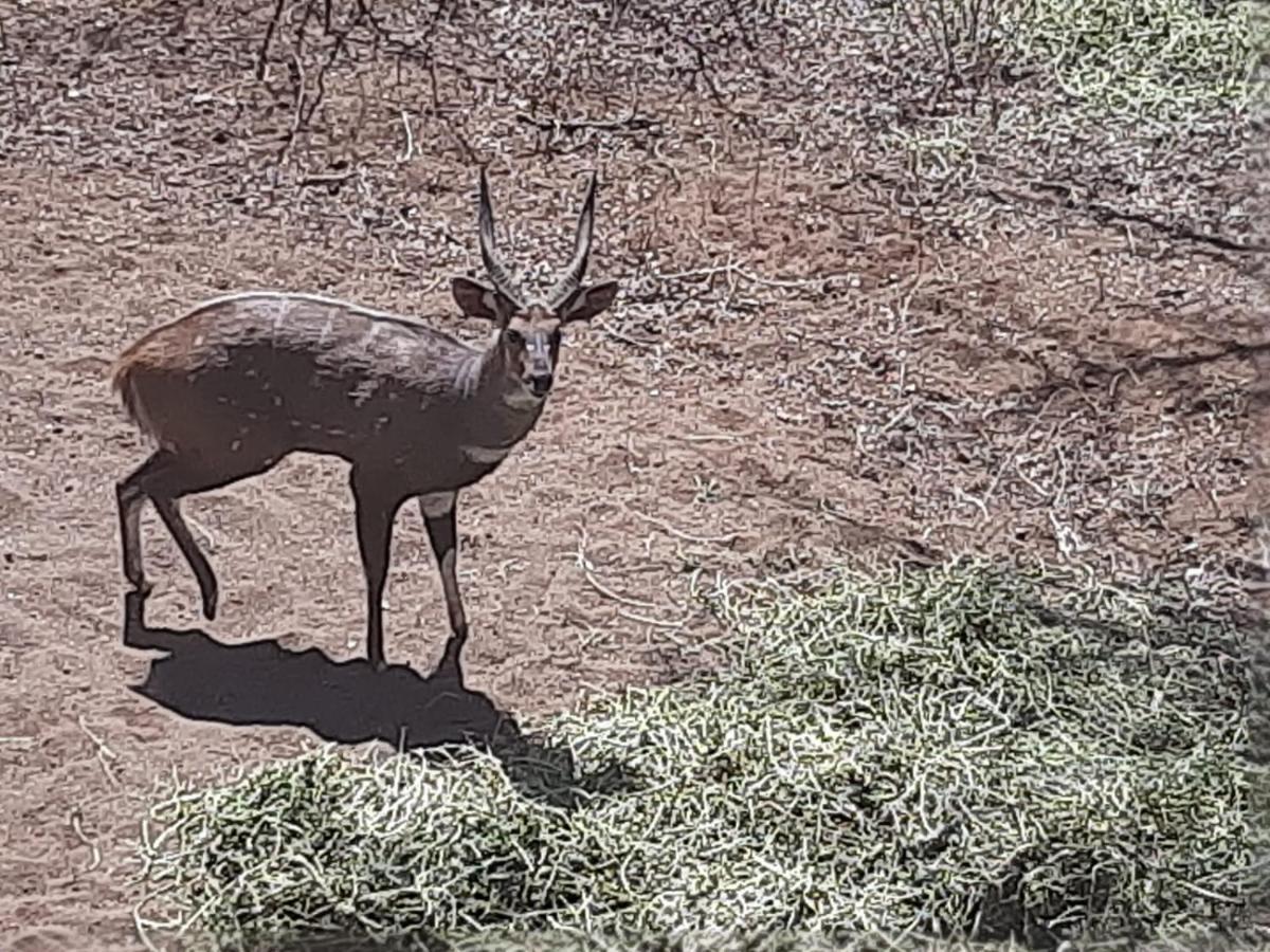 African Bush Escape Marloth Park Eksteriør bilde