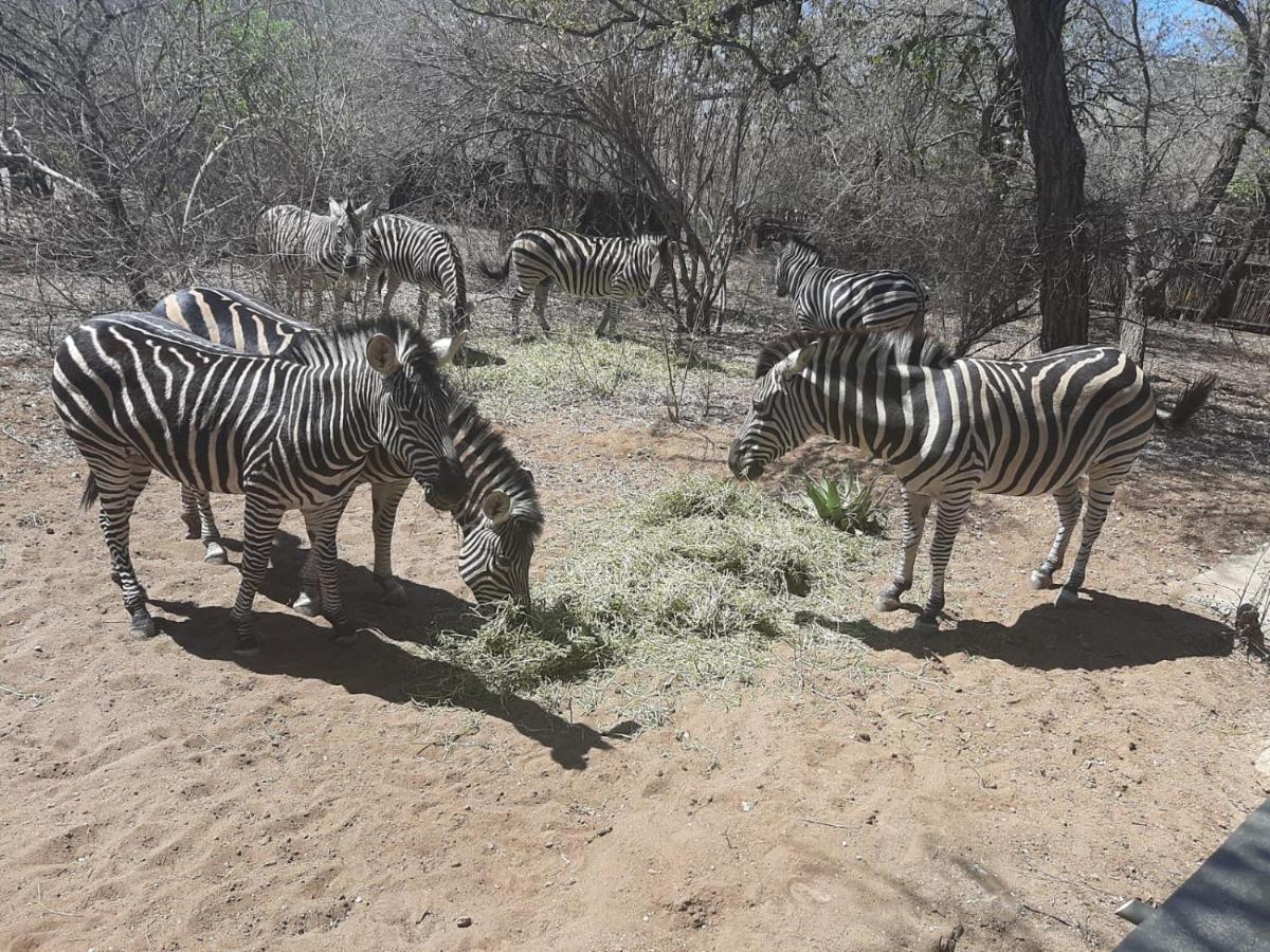 African Bush Escape Marloth Park Eksteriør bilde