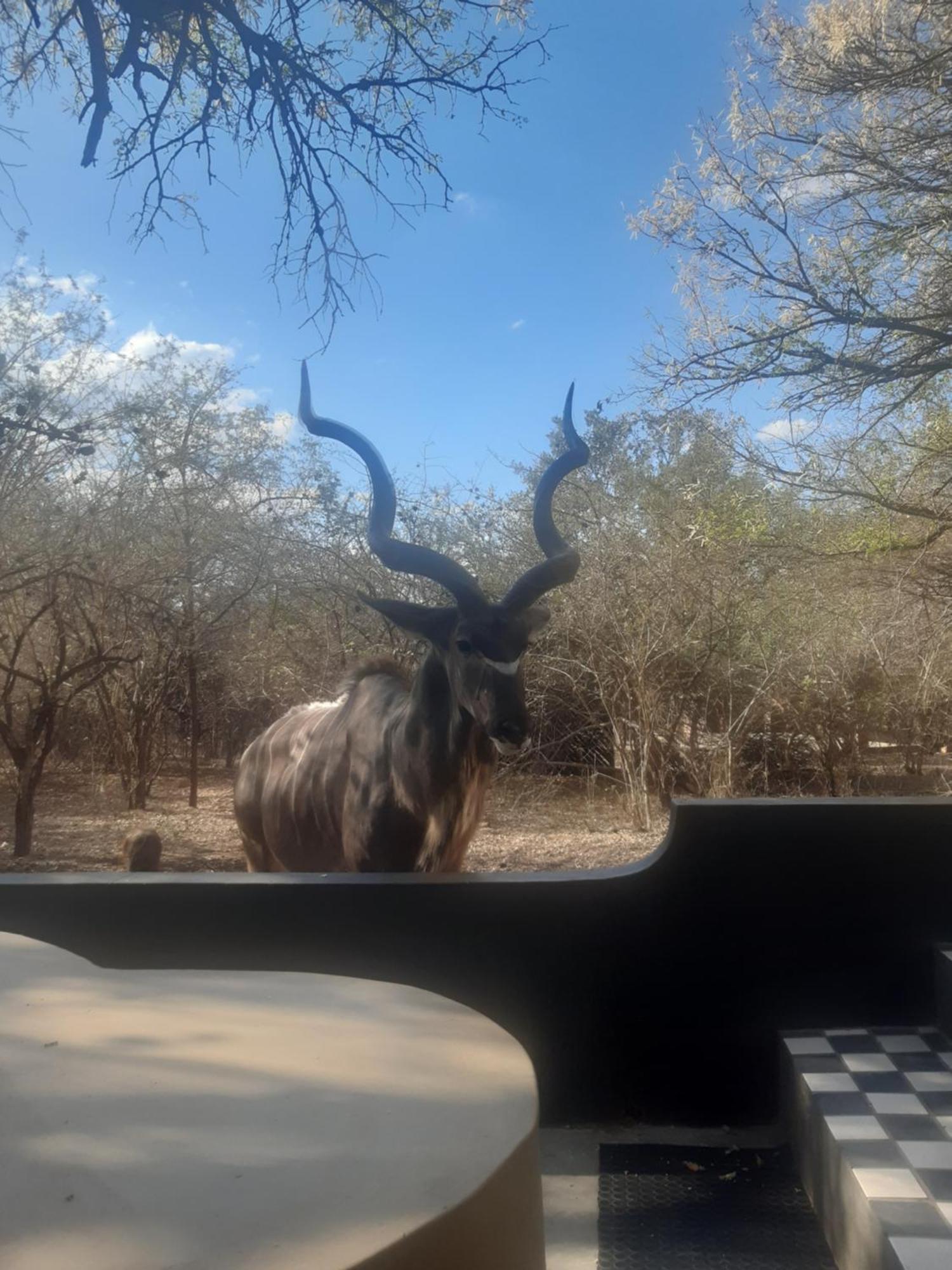 African Bush Escape Marloth Park Eksteriør bilde
