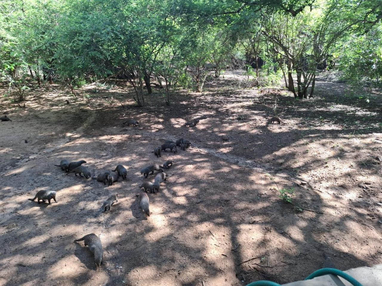 African Bush Escape Marloth Park Eksteriør bilde