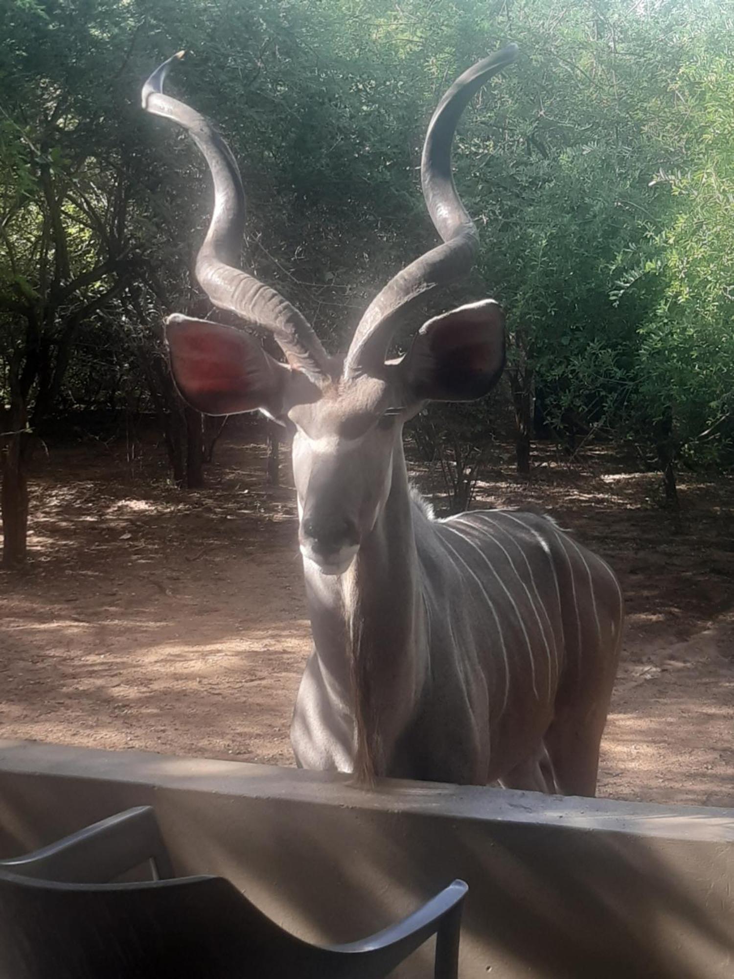 African Bush Escape Marloth Park Eksteriør bilde