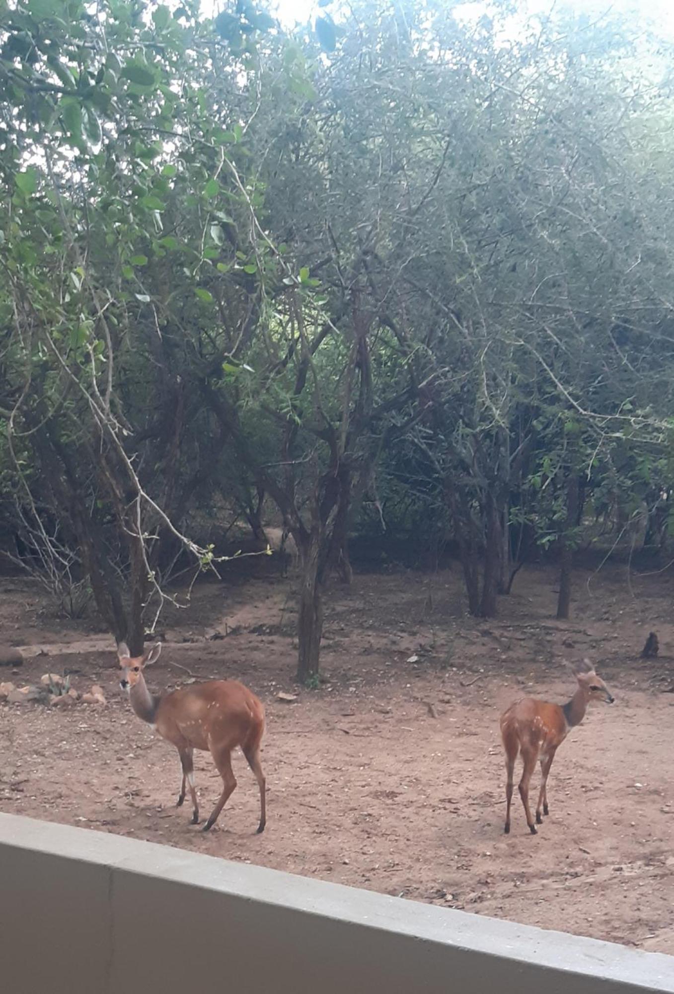 African Bush Escape Marloth Park Eksteriør bilde