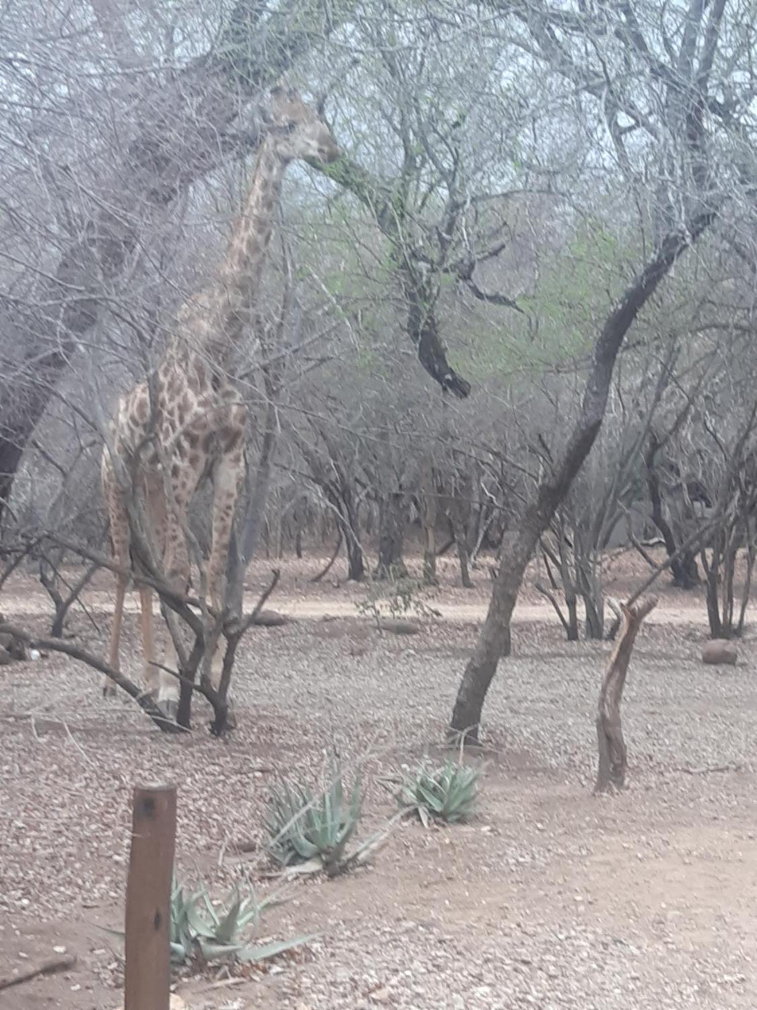 African Bush Escape Marloth Park Eksteriør bilde